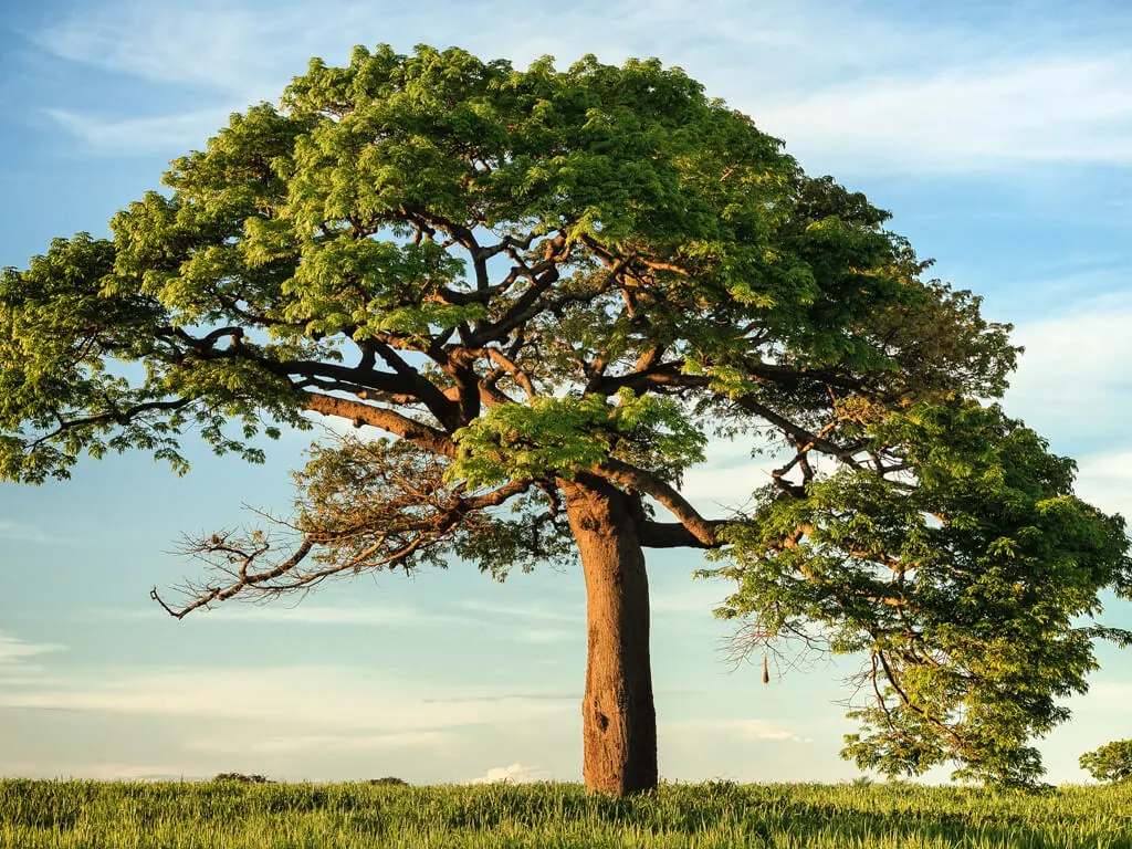 SriSri Pathology Labs - Gallery image 1